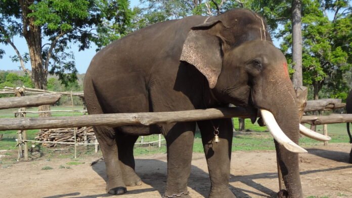 An elephant associated with the Mysuru Dasara parade, photographed in April 2014