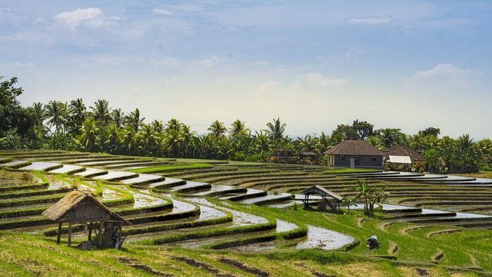 Rice fields in Bali, Indonesia, photographed in January 2017