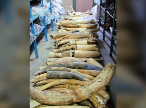 Thailand Seizes 3.1 Tonnes of Ivory Hidden in Zambian Timber at Laem Chabang