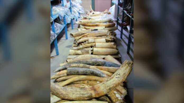 A pallet of seized raw elephant ivory tusks held by the US Fish and Wildlife Service, 2013